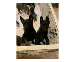2 black Belgian Malinois puppies for sale - 6