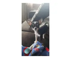 Chihuahua female puppy - 2
