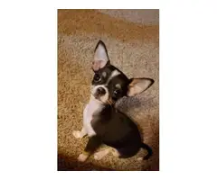 Chihuahua female puppy - 3