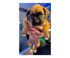 6 purebred boxer puppies for sale - 2
