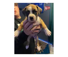 6 purebred boxer puppies for sale - 5