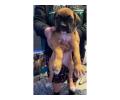 6 purebred boxer puppies for sale - 6