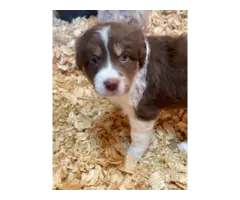 3 Aussie puppies available