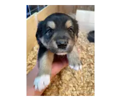 3 Aussie puppies available - 3