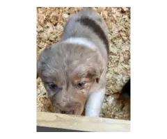 3 Aussie puppies available - 7