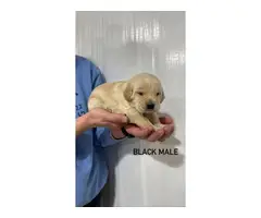 Labradoodle puppies looking for a forever home - 3