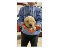 Labradoodle puppies looking for a forever home - 4
