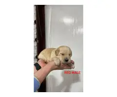 Labradoodle puppies looking for a forever home - 5