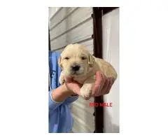 Labradoodle puppies looking for a forever home - 6