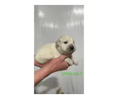 Labradoodle puppies looking for a forever home - 7