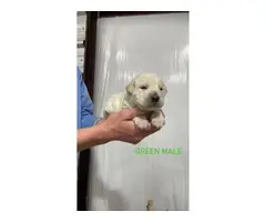 Labradoodle puppies looking for a forever home - 8