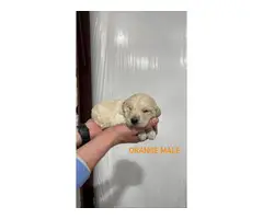 Labradoodle puppies looking for a forever home - 9