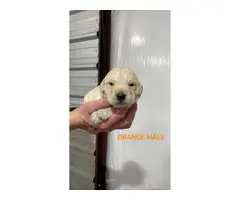 Labradoodle puppies looking for a forever home - 10