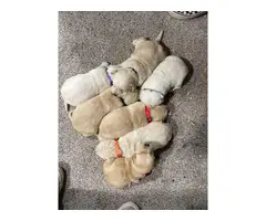 Labradoodle puppies looking for a forever home - 15