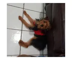6 months old female Yorkshire terrier puppy