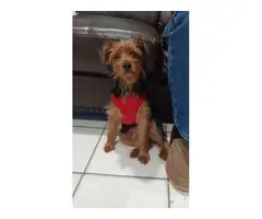 6 months old female Yorkshire terrier puppy - 2