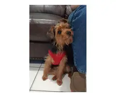 6 months old female Yorkshire terrier puppy - 3