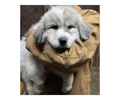 Great Pyrenees puppy for sale - 2