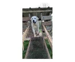 Great Pyrenees puppy for sale - 3