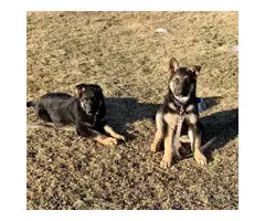 German shepherd puppies - 1
