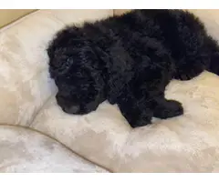 All black standard poodle puppy - 2