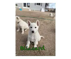 Stunning White German Shepherd puppies - 6