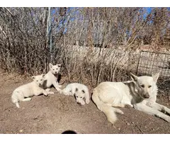 Stunning White German Shepherd puppies - 7