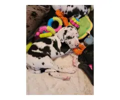 2 Harlequin great dane puppies for sale