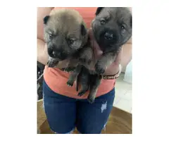 3 females and 1 male pure Sable German Shepherd puppies