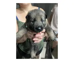 3 females and 1 male pure Sable German Shepherd puppies - 2