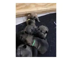 3 females and 1 male pure Sable German Shepherd puppies - 3