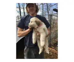 A litter of Great Pyrenees puppies