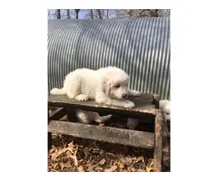 A litter of Great Pyrenees puppies - 2