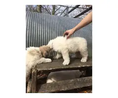 A litter of Great Pyrenees puppies - 3