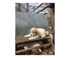 A litter of Great Pyrenees puppies - 4