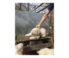 A litter of Great Pyrenees puppies - 5
