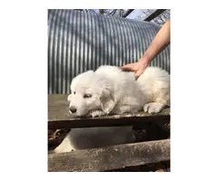 A litter of Great Pyrenees puppies - 6