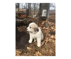 A litter of Great Pyrenees puppies - 7