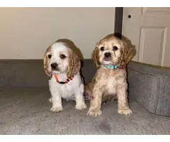 2 male purebred cocker spaniel puppies for sale