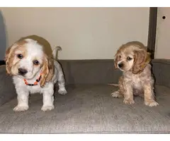 2 male purebred cocker spaniel puppies for sale - 2