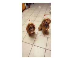 2 male purebred cocker spaniel puppies for sale - 4