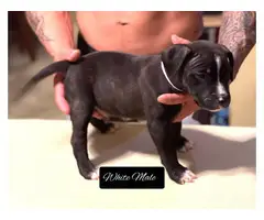Staffordshire Bull Terrier puppies for Sale