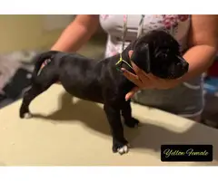 Staffordshire Bull Terrier puppies for Sale
