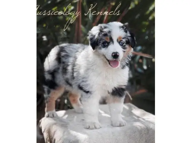 14 weeks old Aussie puppies
