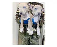 3 blue nose pit-bull puppies for sale - 2