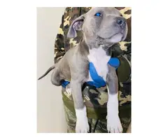 3 blue nose pit-bull puppies for sale - 3