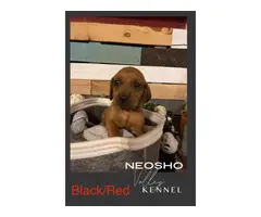 UKC registered Redbone Coonhound puppies - 6