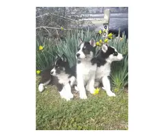 Beautiful 10 weeks old Husky puppies - 1