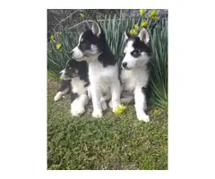 Beautiful 10 weeks old Husky puppies - 2