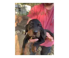 Black and Tan coonhound puppy